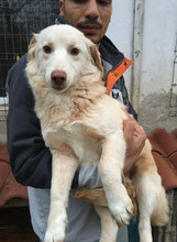 FABRICIA, Hund, Mischlingshund in Bulgarien - Bild 10