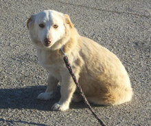 FABRICIA, Hund, Mischlingshund in Bulgarien - Bild 2