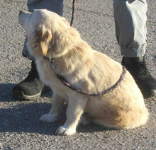 FABRICIA, Hund, Mischlingshund in Bulgarien - Bild 3