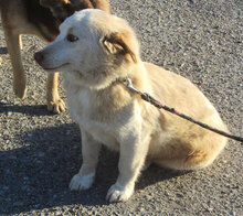 FABRICIA, Hund, Mischlingshund in Bulgarien - Bild 4