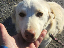 FABRICIA, Hund, Mischlingshund in Bulgarien - Bild 5