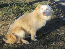 FABRICIA, Hund, Mischlingshund in Bulgarien - Bild 6