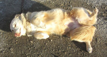 FABRICIA, Hund, Mischlingshund in Bulgarien - Bild 7