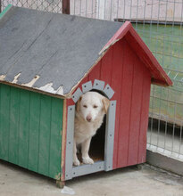 FABRICIA, Hund, Mischlingshund in Bulgarien - Bild 8