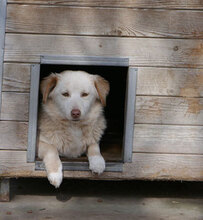 FABRICIA, Hund, Mischlingshund in Bulgarien - Bild 9