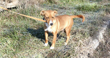 CECILIA, Hund, Mischlingshund in Bulgarien - Bild 1