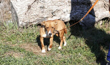 CECILIA, Hund, Mischlingshund in Bulgarien - Bild 10