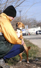 CECILIA, Hund, Mischlingshund in Bulgarien - Bild 11