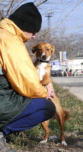CECILIA, Hund, Mischlingshund in Bulgarien - Bild 12