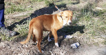 CECILIA, Hund, Mischlingshund in Bulgarien - Bild 13