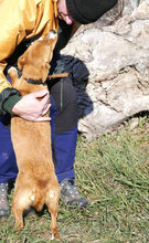 CECILIA, Hund, Mischlingshund in Bulgarien - Bild 14