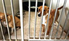 CECILIA, Hund, Mischlingshund in Bulgarien - Bild 15