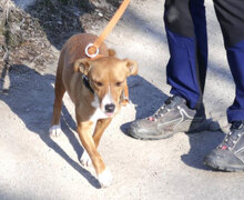 CECILIA, Hund, Mischlingshund in Bulgarien - Bild 2