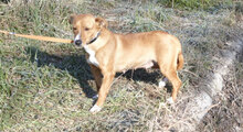 CECILIA, Hund, Mischlingshund in Bulgarien - Bild 3