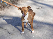 CECILIA, Hund, Mischlingshund in Bulgarien - Bild 4