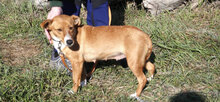 CECILIA, Hund, Mischlingshund in Bulgarien - Bild 5