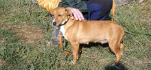 CECILIA, Hund, Mischlingshund in Bulgarien - Bild 6