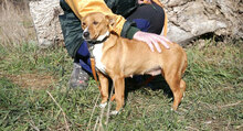 CECILIA, Hund, Mischlingshund in Bulgarien - Bild 7
