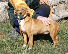CECILIA, Hund, Mischlingshund in Bulgarien - Bild 8