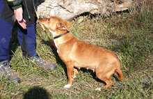 CECILIA, Hund, Mischlingshund in Bulgarien - Bild 9
