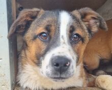 TIM, Hund, Mischlingshund in Rumänien - Bild 1