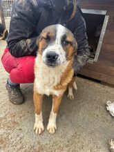 TIM, Hund, Mischlingshund in Rumänien - Bild 2