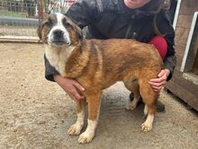 TIM, Hund, Mischlingshund in Rumänien - Bild 3