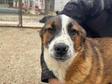 TIM, Hund, Mischlingshund in Rumänien - Bild 4