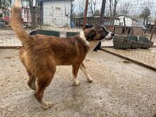 TIM, Hund, Mischlingshund in Rumänien - Bild 5