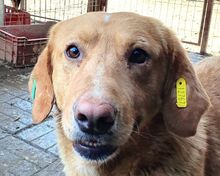 KINO, Hund, Mischlingshund in Rumänien - Bild 1