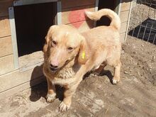 KINO, Hund, Mischlingshund in Rumänien - Bild 2