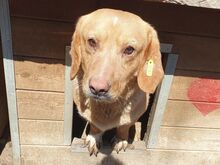 KINO, Hund, Mischlingshund in Rumänien - Bild 3