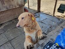 KINO, Hund, Mischlingshund in Rumänien - Bild 4