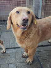 KINO, Hund, Mischlingshund in Rumänien - Bild 7
