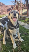 PIXIE, Hund, Mischlingshund in Rumänien - Bild 1