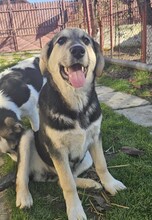 PIXIE, Hund, Mischlingshund in Rumänien - Bild 2