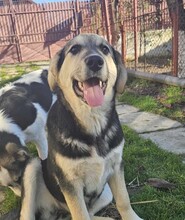 PIXIE, Hund, Mischlingshund in Rumänien - Bild 3