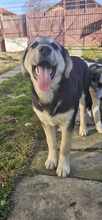 PIXIE, Hund, Mischlingshund in Rumänien - Bild 5