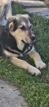 PIXIE, Hund, Mischlingshund in Rumänien - Bild 6