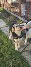PIXIE, Hund, Mischlingshund in Rumänien - Bild 7