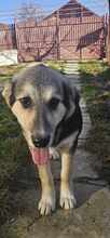PIXIE, Hund, Mischlingshund in Rumänien - Bild 8