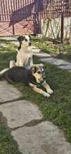 PIXIE, Hund, Mischlingshund in Rumänien - Bild 9