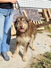 RED, Hund, Mischlingshund in Rumänien - Bild 1