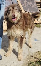 RED, Hund, Mischlingshund in Rumänien - Bild 2