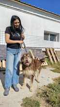 RED, Hund, Mischlingshund in Rumänien - Bild 3