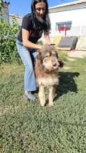 RED, Hund, Mischlingshund in Rumänien - Bild 4