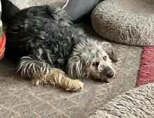 RITA, Hund, Mischlingshund in Neu-Isenburg - Bild 1