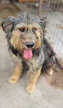 RITA, Hund, Mischlingshund in Neu-Isenburg - Bild 10