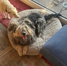 RITA, Hund, Mischlingshund in Neu-Isenburg - Bild 11