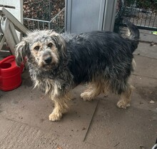 RITA, Hund, Mischlingshund in Neu-Isenburg - Bild 12